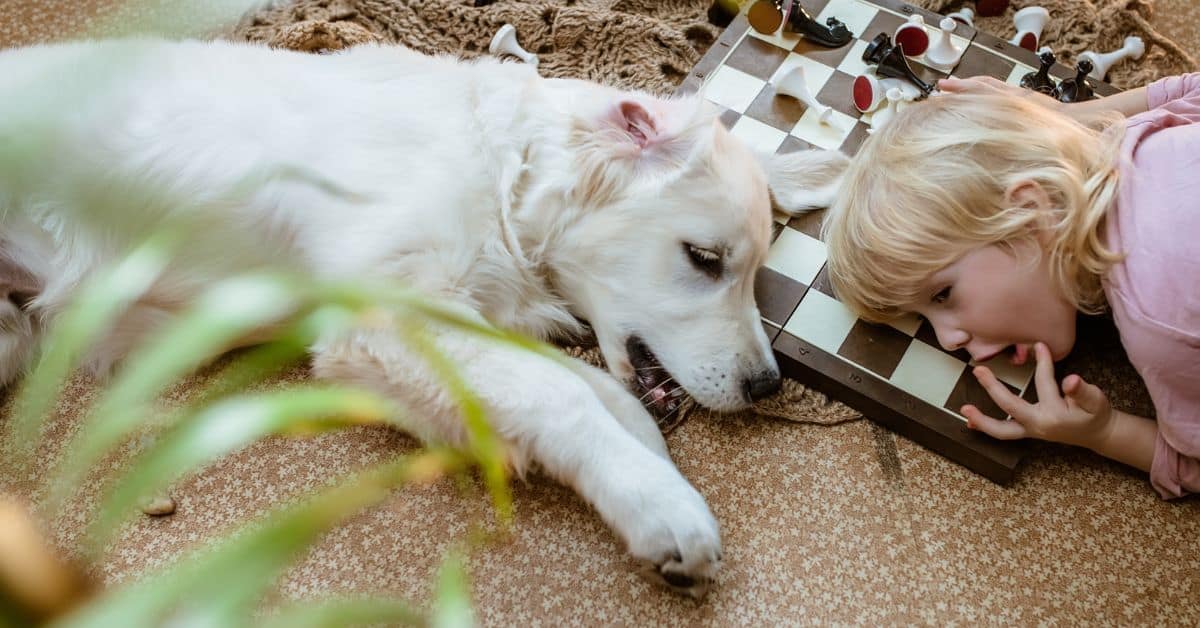 Gallery Detail: What Is An Epilepsy Service Dog